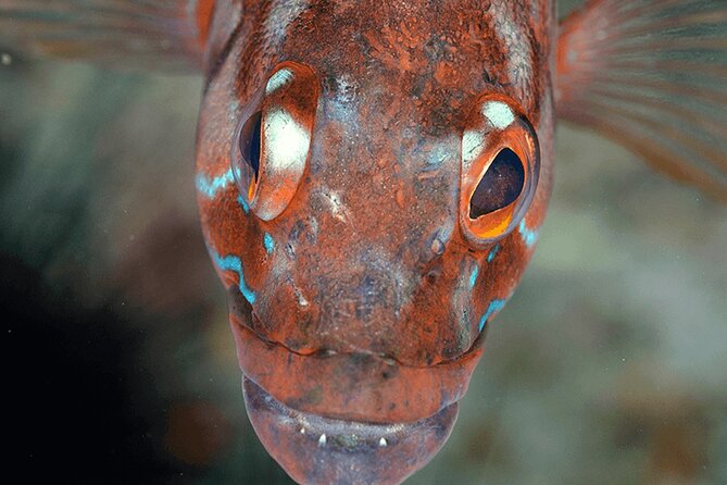 Funchal: Snorkeling Adventure in Eco-Park / Shore or by Boat - Madeira Marine Eco Park Snorkeling, Shore Reef or Boat Reserve