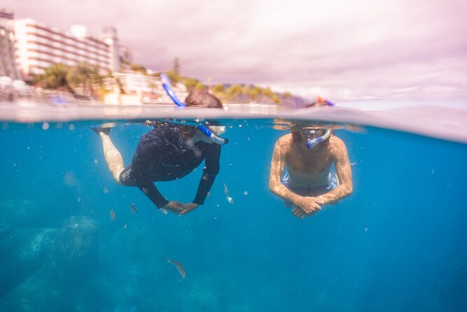 Funchal: Snorkeling Adventure in Eco-Park / Shore or by Boat - Wildlife You Can Look For in the Eco Park Waters