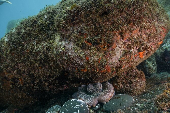 Funchal: Snorkeling Adventure in Eco-Park / Shore or by Boat - Getting There at Hotel Carlton, Funchal (A Simple Route)