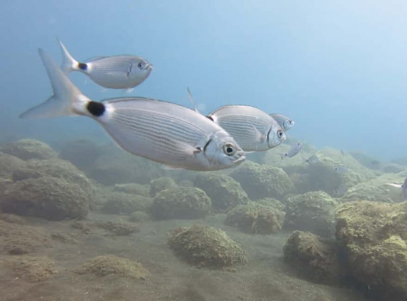 Funchal: Snorkeling Adventure in Eco-Park / Shore or by Boat - Should you book this snorkeling adventure in Funchal?