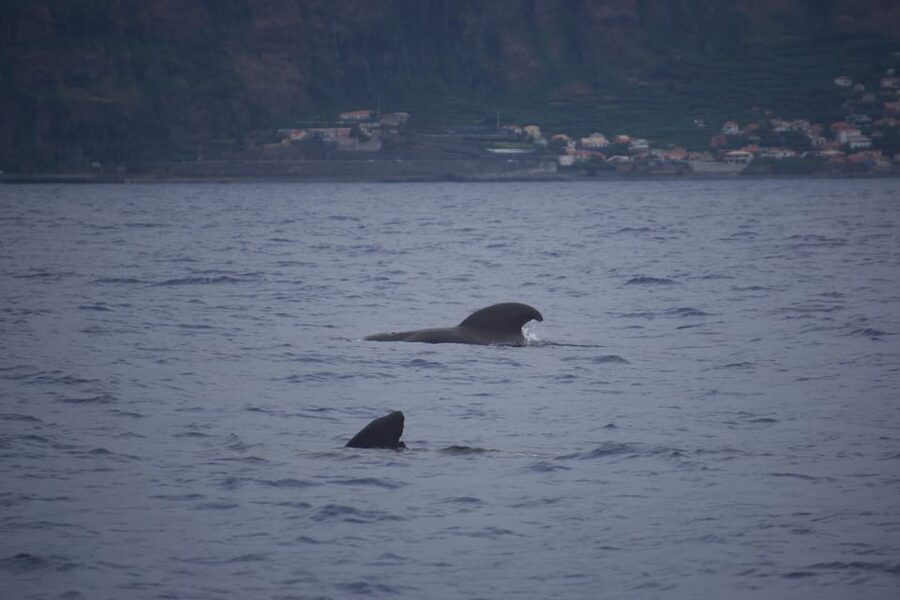 Funchal: Sunset over water by RIB boat +opt Dolphin/Whale - Camara de Lobos, a small bay with big character