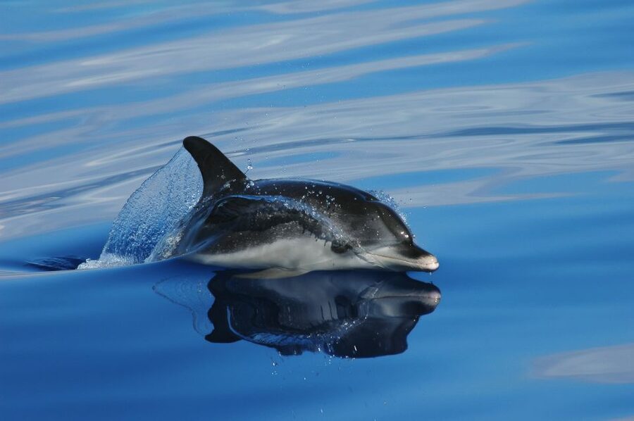 Funchal: Whale and Dolphin Watching Speed Boat Tour - Key highlights before you go