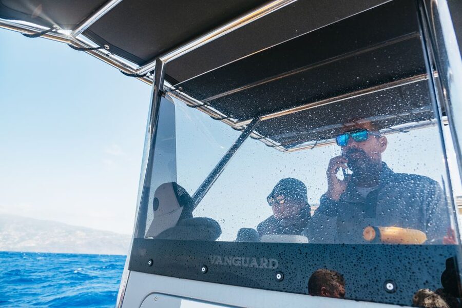 Funchal: Whale and Dolphin Watching Speed Boat Tour - What you’ll see: dolphins, whales, and the reality of wildlife luck