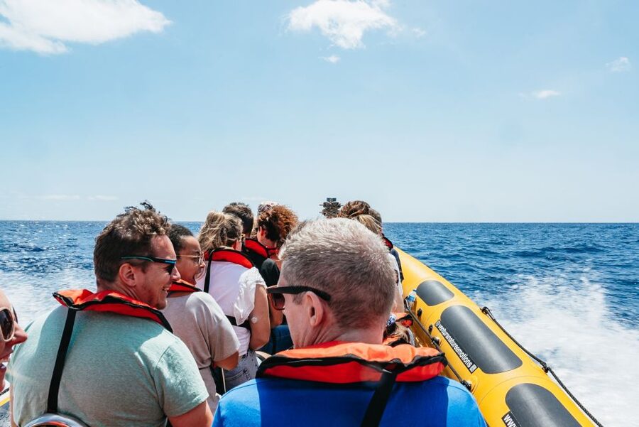 Funchal: Whale and Dolphin Watching Speed Boat Tour - Price and value for a 2.5-hour whale and dolphin speed-boat outing