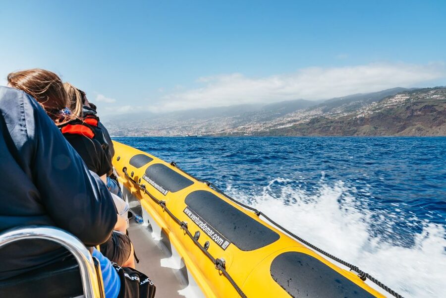 Funchal: Whale and Dolphin Watching Speed Boat Tour - Practical tips: what to bring, what to expect, and who should skip it