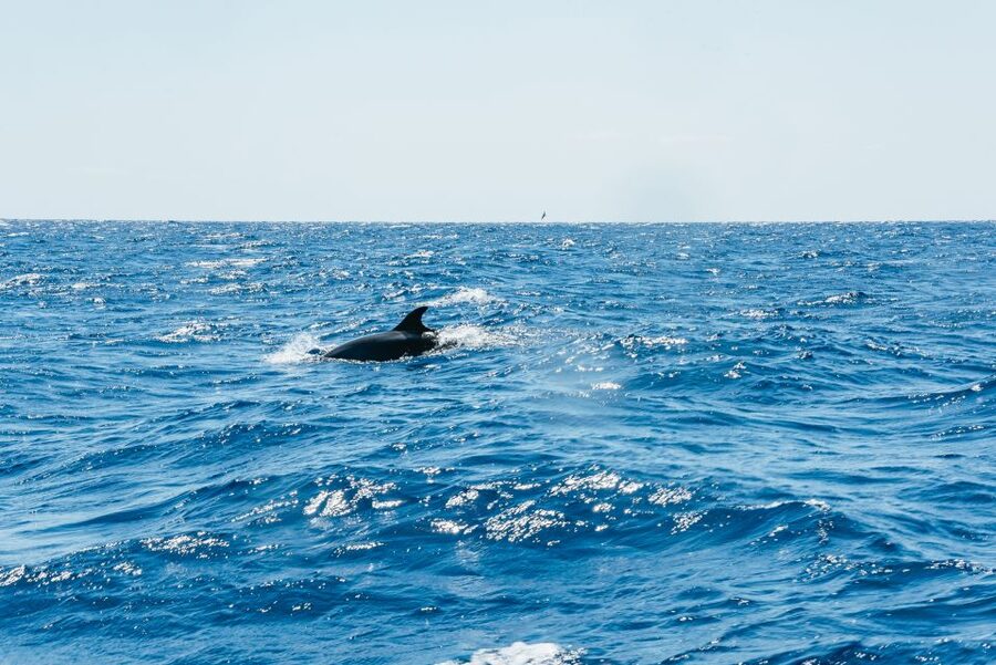 Funchal: Whale and Dolphin Watching Speed Boat Tour - Should you book this Funchal whale and dolphin speed boat tour?