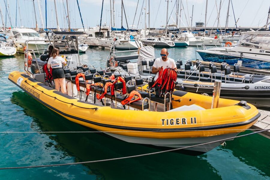 Funchal: Whale and Dolphin Watching Speed Boat Tour - Why the small speed-boat setup improves your viewing odds