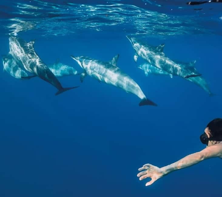 Funchal: Whale Watching and Swimming with Dolphins Cruise - Whale and dolphin watching off Madeira: how the hunt actually works