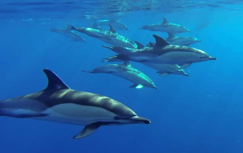 Funchal: Whale Watching and Swimming with Dolphins Cruise - The guide and onboard communication: what to expect in real life