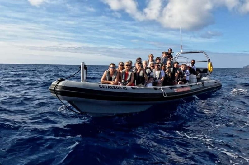 Funchal: Whale Watching and Swimming with Dolphins Cruise - Ride comfort on a fast semi-rigid boat
