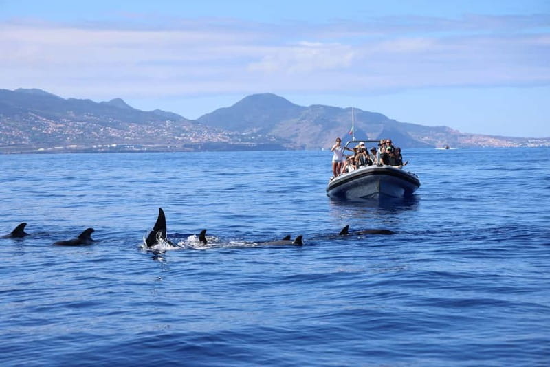 Funchal: Whale Watching and Swimming with Dolphins Cruise - Price and value: is it worth $94 in Madeira?