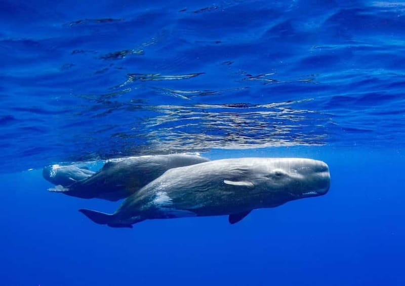 Funchal: Whale Watching and Swimming with Dolphins Cruise - Timing, what to bring, and how to show up ready