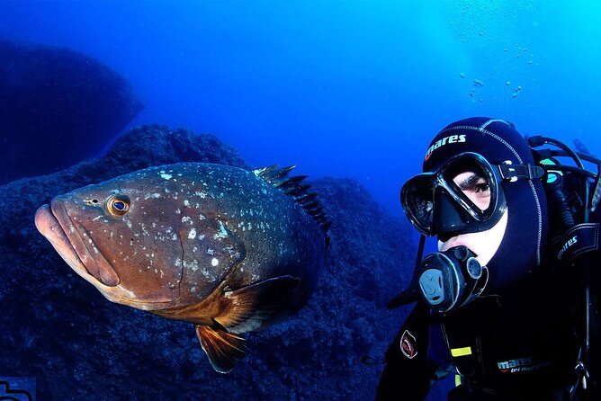 Garajau National Park Dive from Funchal for Certified Divers - Key Things You’ll Notice Right Away