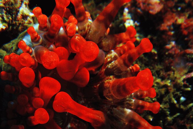 Garajau National Park Dive from Funchal for Certified Divers - Gear Prep, Briefing, and the Boat Ride to the East