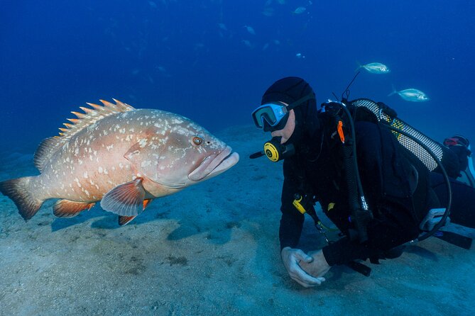 Garajau National Park Dive from Funchal for Certified Divers - Inside Garajau: Fish Life and the Dusky Grouper Question