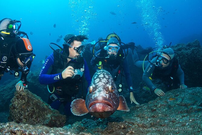 Garajau National Park Dive from Funchal for Certified Divers - Price and Logistics: What $51.82 Covers, and What Can Add Up