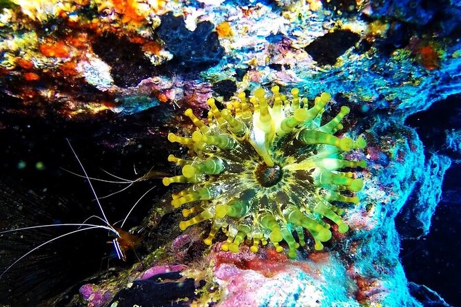 Garajau National Park Dive from Funchal for Certified Divers - Who Should Book This SCUBA Session From Funchal