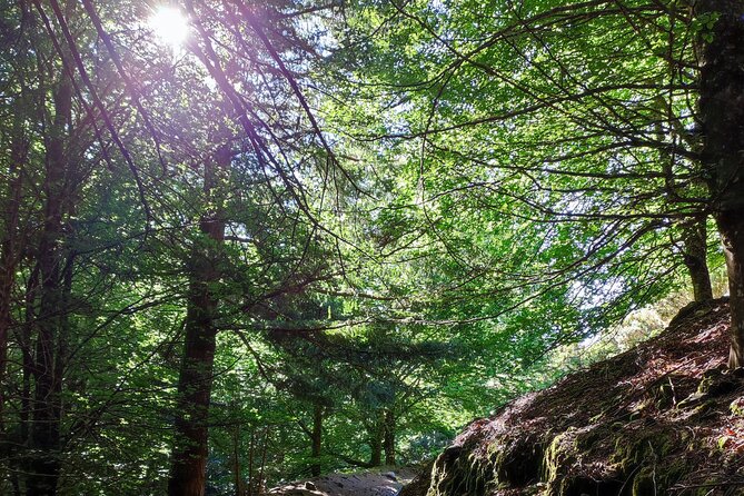 Gastro hike (Private Tour) - Walking Madeira’s levadas, choosing 3.5 km or 5.5 km