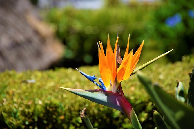 Go East - The most beautiful tour - Getting Picked Up Around Funchal and Beyond