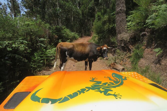 Guided Exploration of Southwest Madeira in a 4x4 - Key Highlights You Should Care About