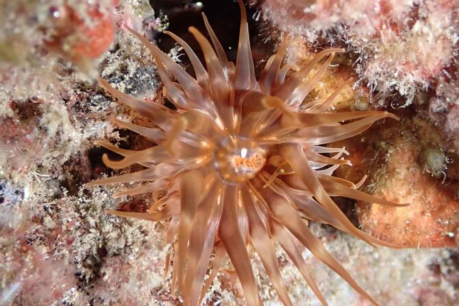Guided Snorkeling in Shipwreck - The core experience: shipwreck snorkeling around Caniçal