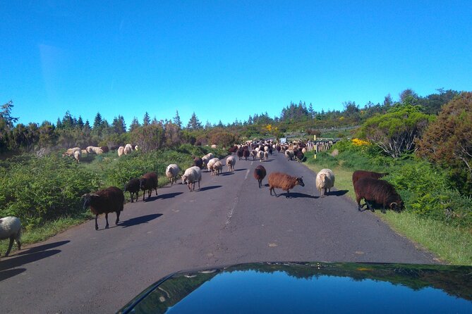 Half Day Jeep Safari Tour at Pico Areeiro and Santo da Serra - Price and value, what you really get for $54.13