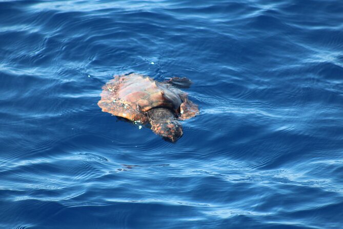 Half Day Madeira Island Cruise with Lunch - Cruising Madeira Waters With Lunch, Plus a Calhau da Lapa Swim