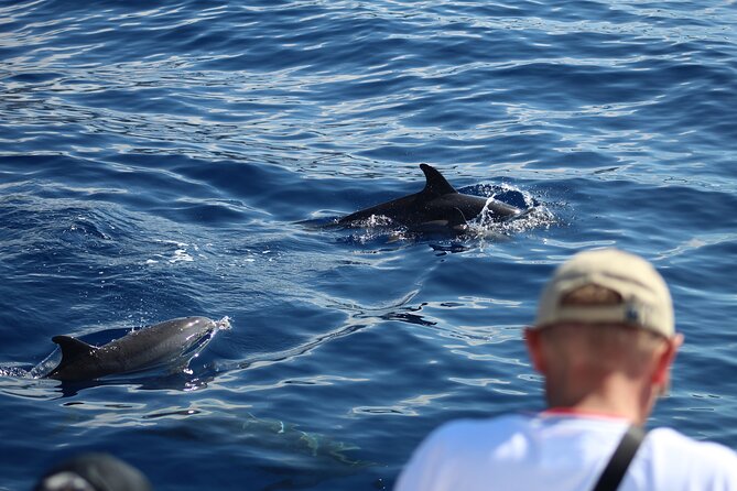 Half Day Madeira Island Cruise with Lunch - Morning Start: Pickup, Meeting Point, and What 5 Hours Feels Like