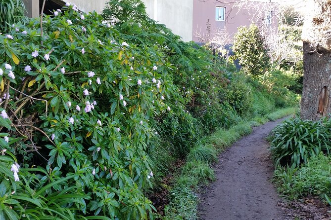 Half-Day Paradise Valley Walking Tour - Terraces, levadas, and wildlife spotting without overthinking it