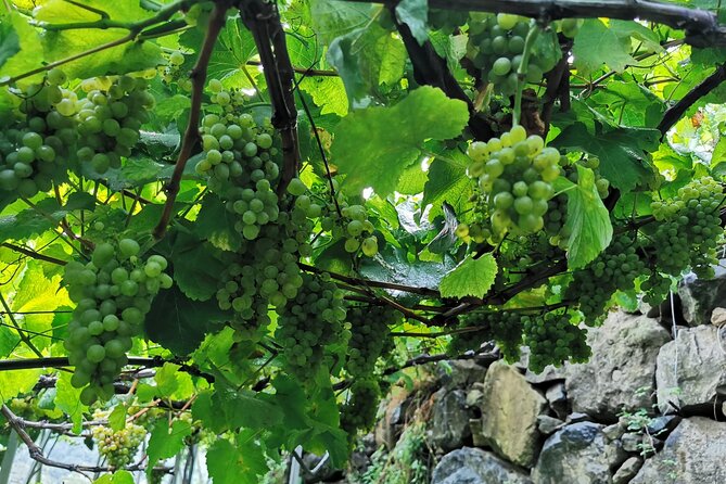 Half-Day Small-Group Wine Tour in Madeira - The real appeal: wine first, viewpoints second