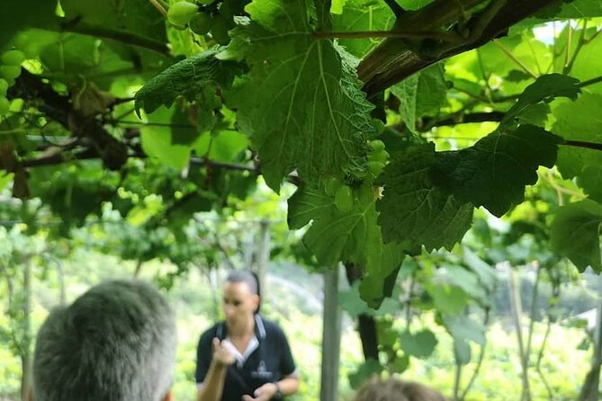 Half-Day Small-Group Wine Tour in Madeira - Pickup, timing, and how to avoid the usual stress