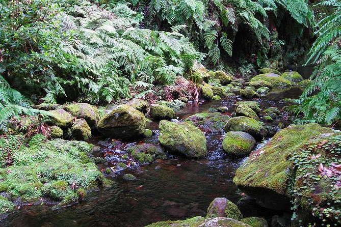 Hidden Corners: Levada Walk from Funchal - Your lunch plan, shoes, and timing for an 8-hour hiking day