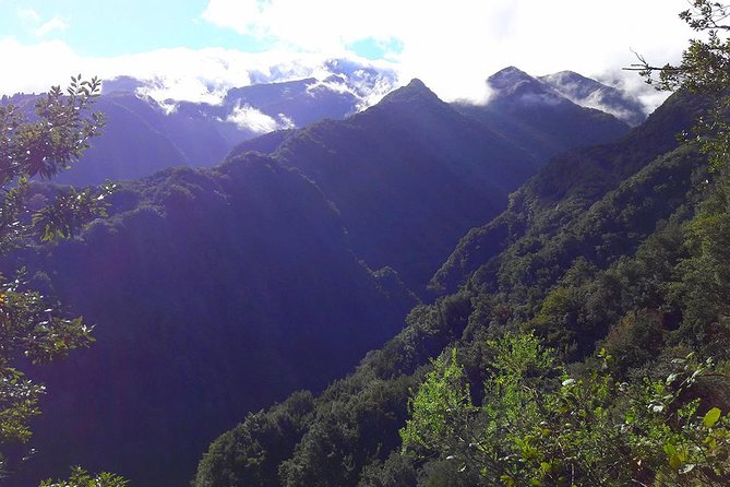 Hidden Corners: Levada Walk from Funchal - Native plants and the medicinal herb focus in a wet valley