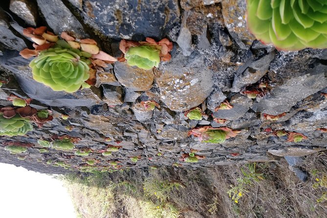 Hike Larano, Boca do Risco Porto da Cruz Levada in a small group - Price and Value: What You’re Paying For