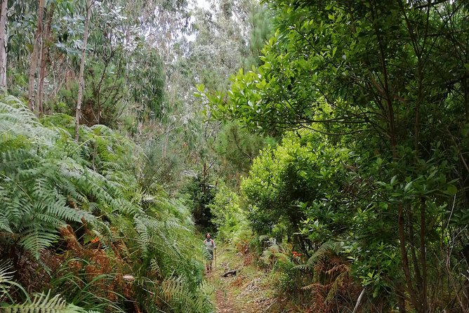Hiking and Trekking tours in Madeira - Snacks and lunch are not included, so plan your food strategy