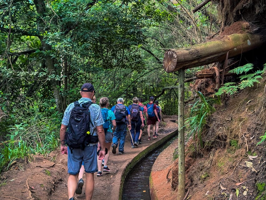 Hiking Madeira: Levada do Rei and the Majestic Laurissilva - Laurissilva Forest: UNESCO nature you can spot, not just read about