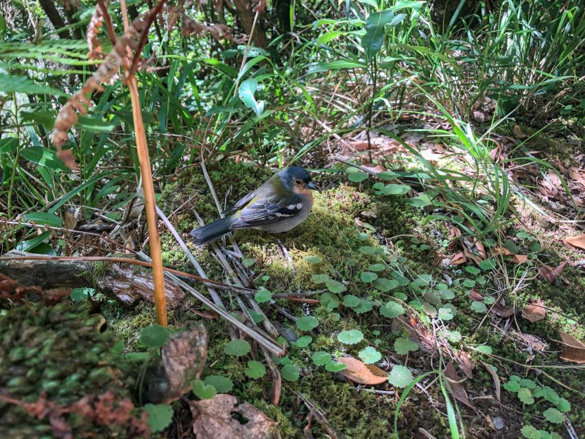 Hiking Trip with a Local - What You’ll Love Most About Hiking With a Local in Madeira