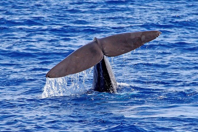 Hop-on Hop-off Bus Tour and Catamaran Whale & Dolphin Watching - Who this suits best, and who might find it annoying