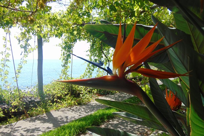 Incredible tour to a 'Faja' with a story - The restaurant terrace: fresh fish, locally grown plates, and a sea view