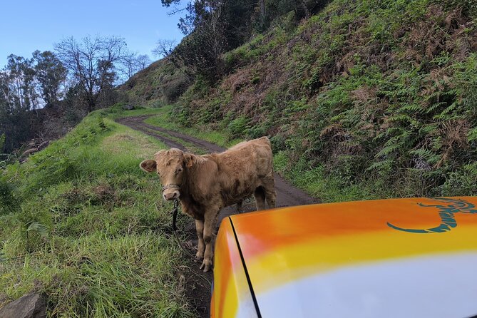 Jeep Adventure to Volcanic Pools & UNESCO Forest Treasures - What to Bring for Volcanic Pools and Quick Walk Stops