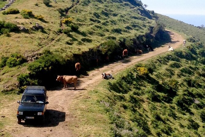 Jeep Tour Câmara de Lobos - Half day - Quick Highlights Before You Go