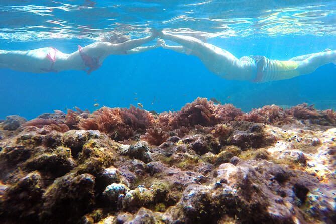 Kayak and Snorkeling Tour in Underwater Nature Reserve Garajau - Snorkeling in Garajau: where the fish sightings usually come from