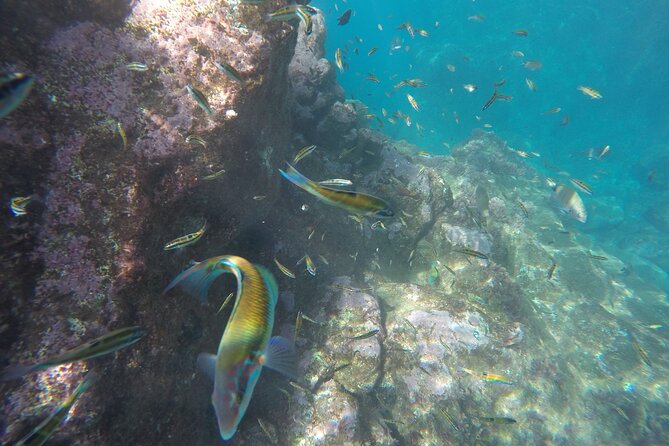 Kayak and Snorkeling Tour in Underwater Nature Reserve Garajau - The value question: why $59.26 can make sense here