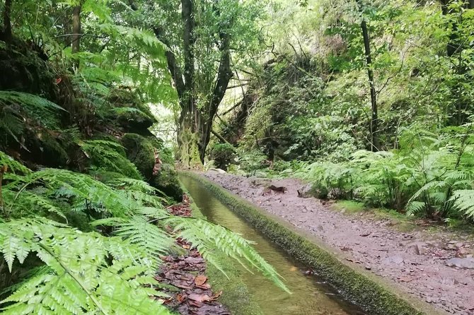 Kings Levada - São Jorge - Weather and Timing: How to Plan Your 8:30 am Start