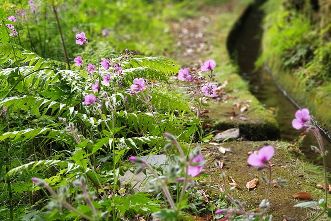 Kings Levada - São Jorge - How the Trail Unfolds: Stops, Photos, and a Longer Picnic Break