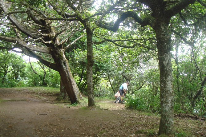 Laurissilva Forest Walk - Key Highlights You Should Care About