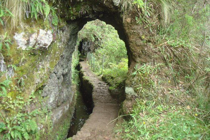 Laurissilva Forest Walk - From Funchal to Ribeiro Frio: Your Morning Setup