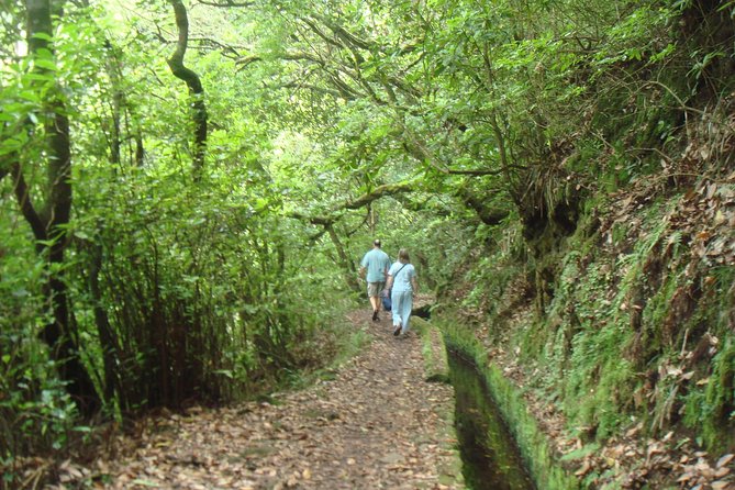 Laurissilva Forest Walk - Ribeiro Frio to Portela Levada Walk: The Trail’s Main Story