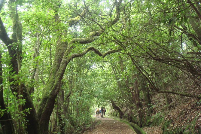 Laurissilva Forest Walk - How to Plan Your 8-Hour Day Without Overpacking Stress