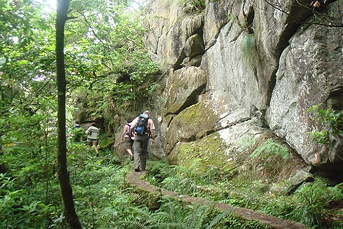 Laurissilva Forest Walk - Price and Logistics: Value Beyond the Headline Cost